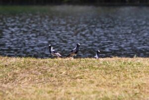 Rose Water Lodge Bird Life